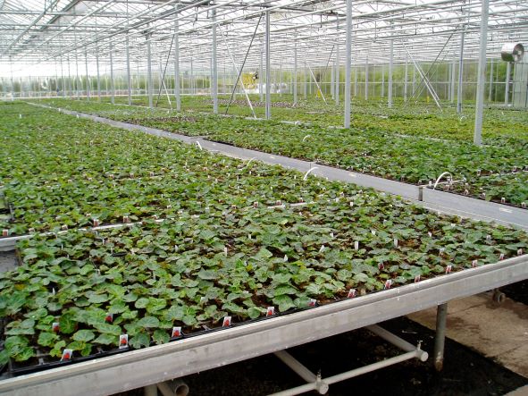 Begonia crop grown under warm temperature regime